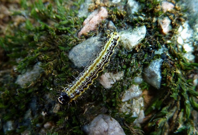 larva di Cydalima perspectalis? Sì